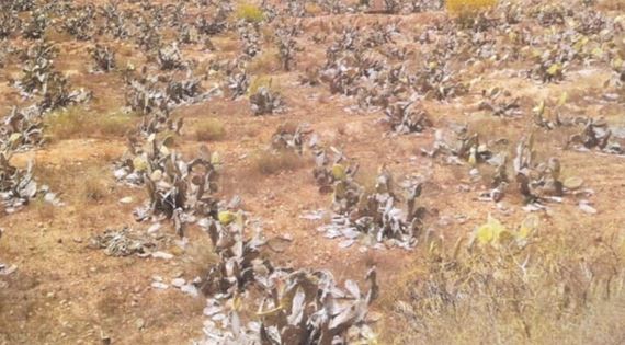 سيدي افني : المنسق الإقليمي لحزب الخضر بالإقليم يرفع دعوى قضائية للتعويض عن كارثة انقراض الصبار سيدي افني : المنسق الإقليمي لحزب الخضر بالإقليم يرفع دعوى قضائية للتعويض عن كارثة انقراض الصبار