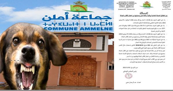 تافراوت : جماعة أملن تعلن عن انطلاق الحملة الخاصة بوقاية الساكنة وحمايتها من اخطار الكلاب الضالة