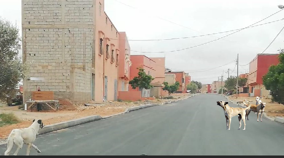 أكلو : انتشار الكلاب الضالة يتحول إلى ظاهرة تقلق الساكنة
