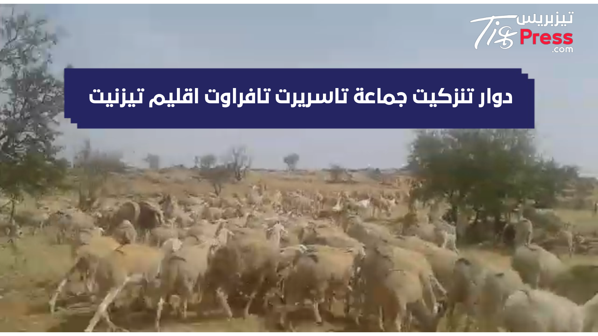 تيزنيت : مواشي الرُّحل تكتسح جماعة تاسريرت وتأتي على ثمار أركان واللوز ..و تنسيقية” أكال ” تقرر الإحتجاج الشهر المقبل ( فيديو ) تيزنيت : مواشي الرُّحل تكتسح جماعة تاسريرت وتأتي على ثمار أركان واللوز ..و تنسيقية” أكال ” تقرر الإحتجاج الشهر المقبل ( فيديو )