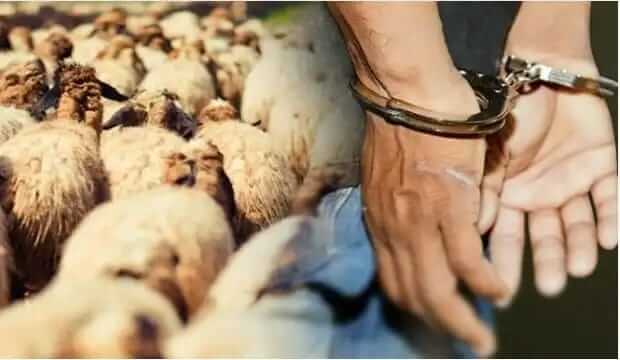 أكلو : إعتقال شخص متورط في سرقة المواشي